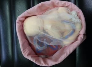 妊娠６か月目の胎児モデルの写真です