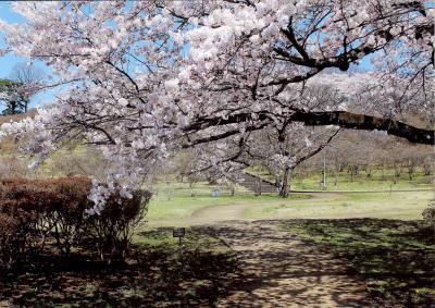 満開の桜