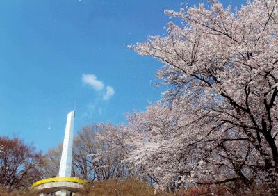 桜吹雪