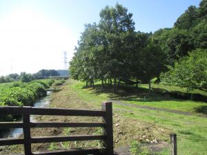 すっきりした公園の景色