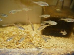 ミヤコタナゴ稚魚