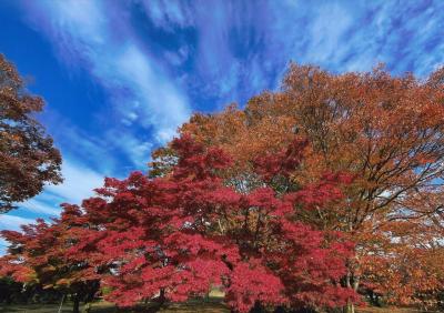 秋空に映える紅葉
