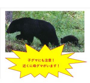 クマ親子写真