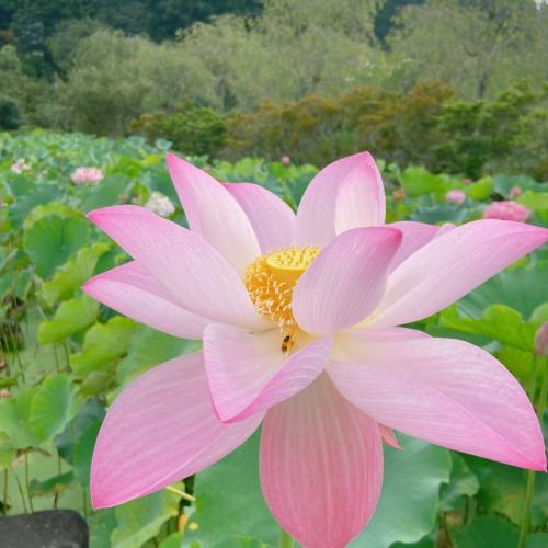 沢観音寺ハス