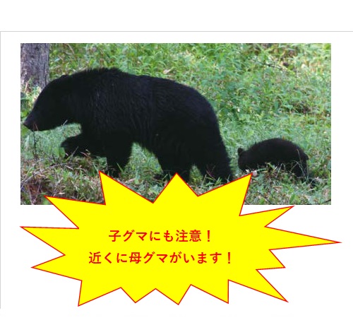 クマ親子写真