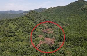 ナラ枯れ被害遠景