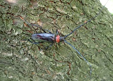 クビアカツヤカミキリの成虫
